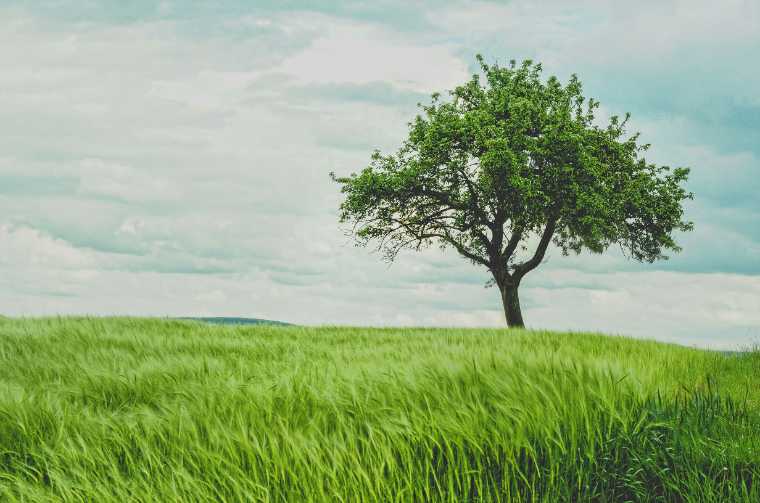 Tree in an open field